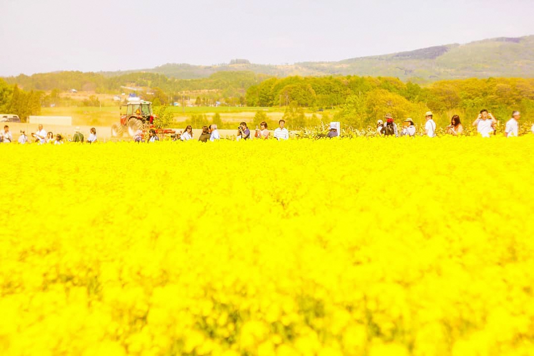 【北海道ミライノート×Domingo】滝川の菜の花祭りなど