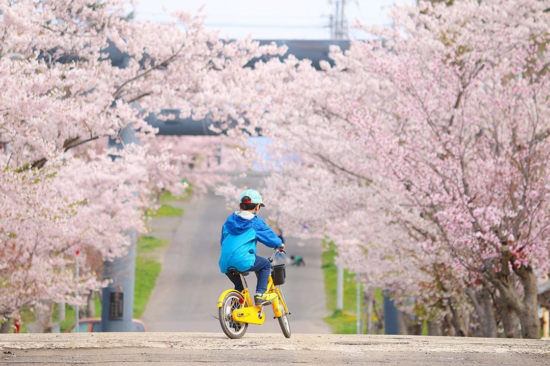 【北海道ミライノート×Domingo】岩内神社の桜並木 など