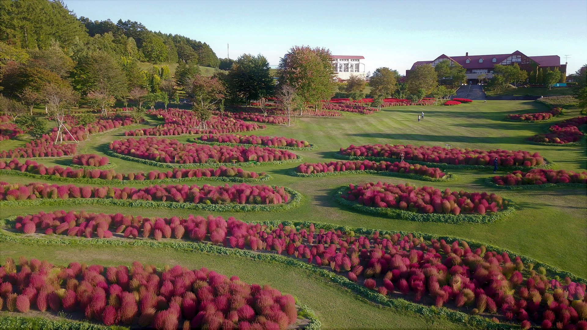 ゆにガーデン に新エリア コキアの丘 が誕生 話題のマリトッツォもコキアカラー Domingo