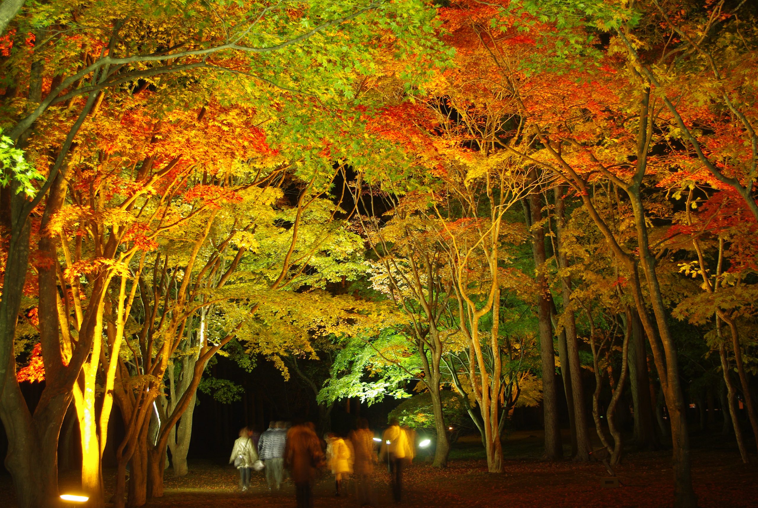 北海道の紅葉を楽しむラストチャンス まだ間に合う紅葉イベント3選 Domingo
