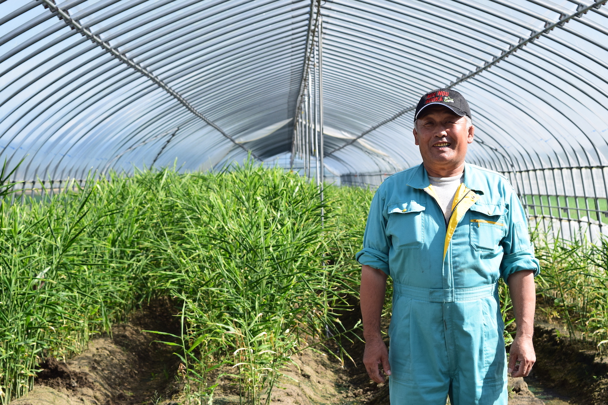 旬を迎えた北海道産の新生姜 栗山町で生姜栽培に挑戦する吉田農場 Domingo