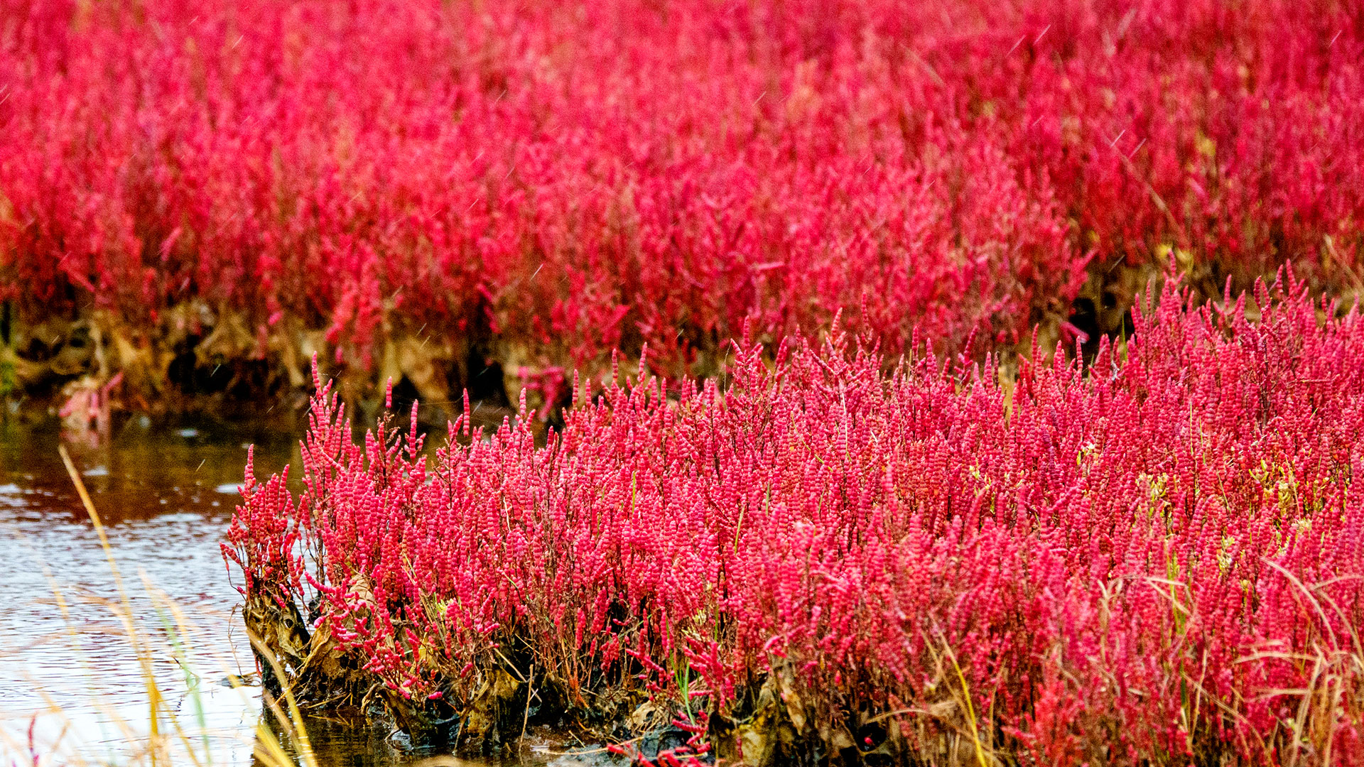 能取湖畔が真っ赤に染まる 日本最大の サンゴ草 群落地の秋景色がすごい Domingo