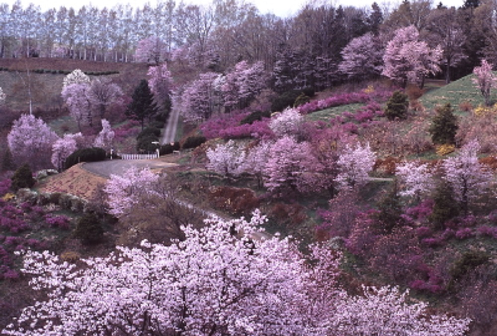 北見近郊 道東エリア おすすめ桜スポット6選 大自然の中で楽しむ花見 Domingo
