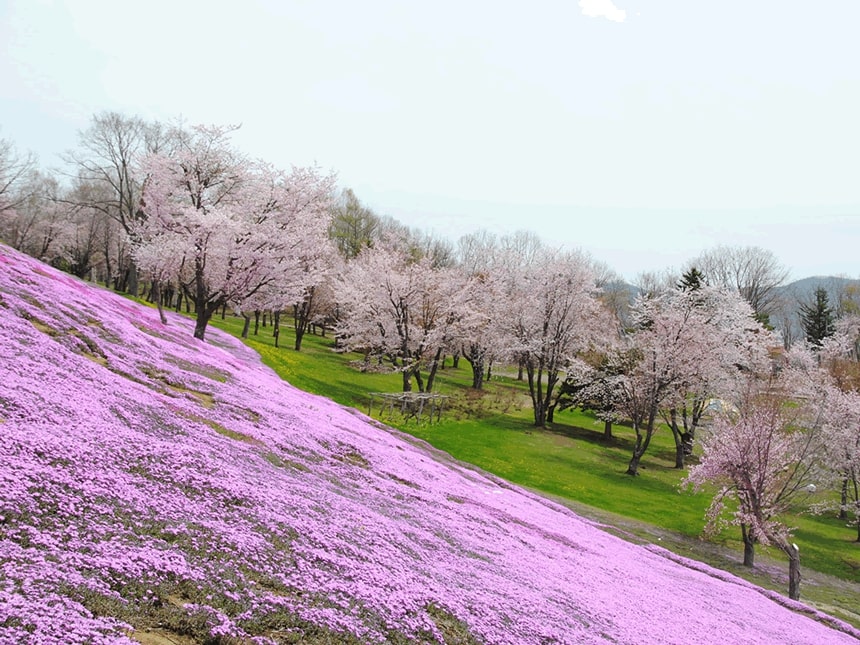 北見近郊 道東エリア おすすめ桜スポット6選 大自然の中で楽しむ花見 Domingo