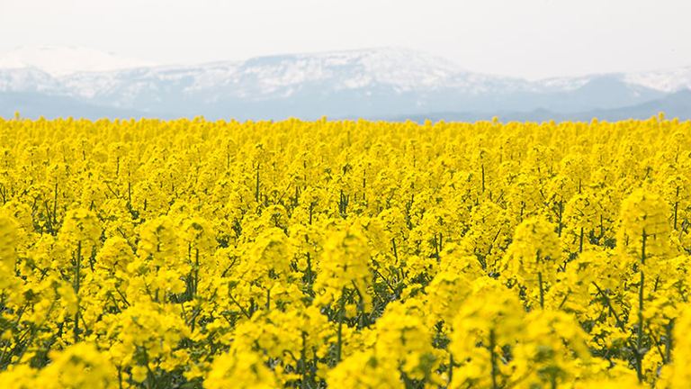 一面に広がる黄色いじゅうたん 北海道で 菜の花畑 の絶景を楽しむならここ Domingo