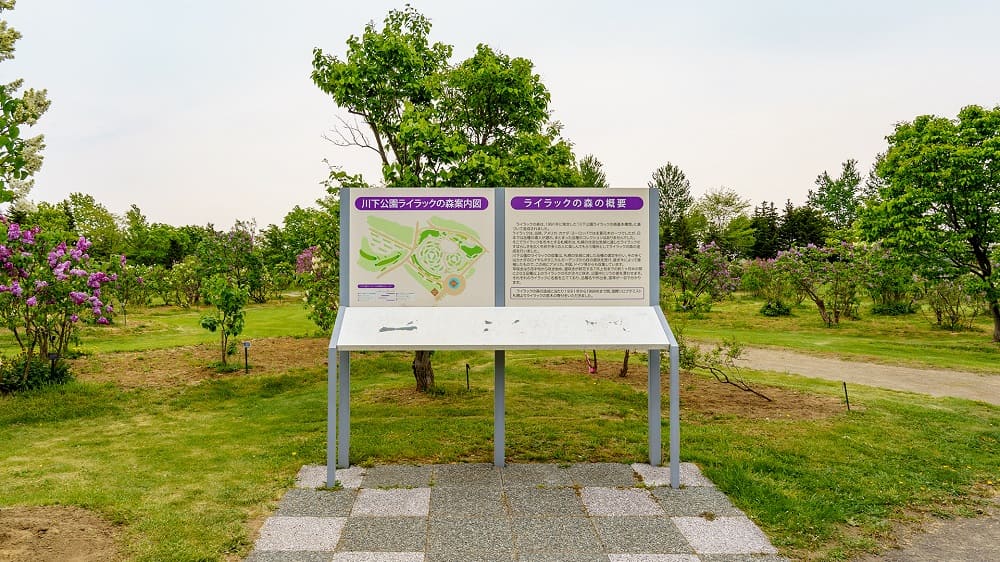 0種のライラックがお出迎え 札幌市 川下公園 で夏の訪れを楽しもう Domingo