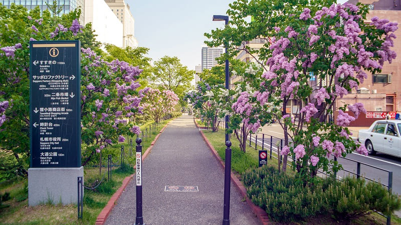 札幌中心地に花の穴場スポット 創成川公園 を彩るライラックとすずらん Domingo