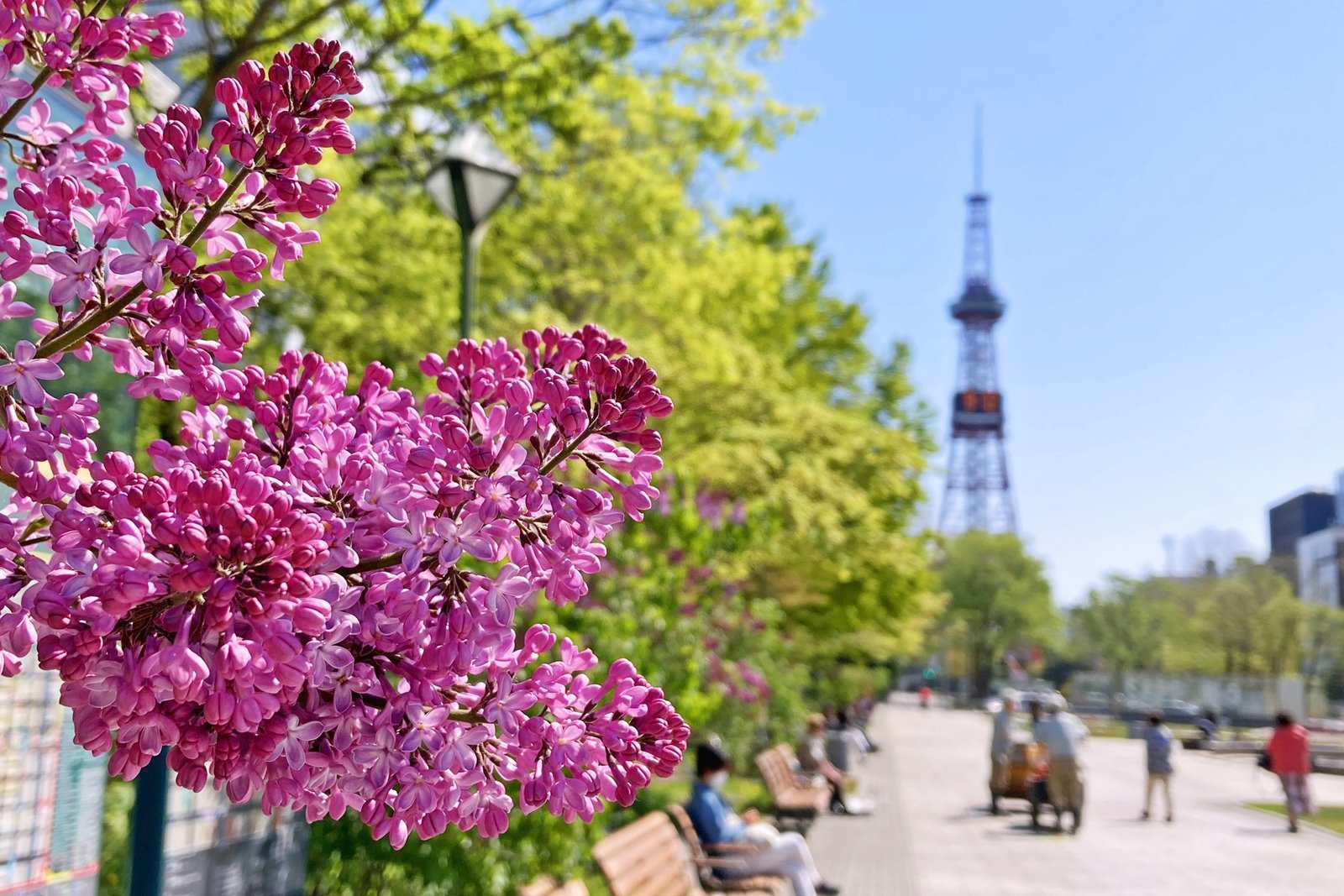 3年振りのリアル開催 札幌に初夏を告げる 第64回さっぽろライラックまつり 開幕 Domingo