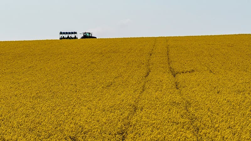 一面黄色に染まる超絶景 安平町の菜の花畑楽しみ方ガイド Domingo