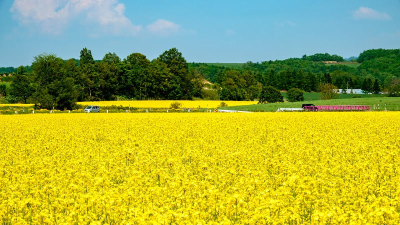 一面黄色に染まる超絶景 安平町の菜の花畑楽しみ方ガイド Domingo