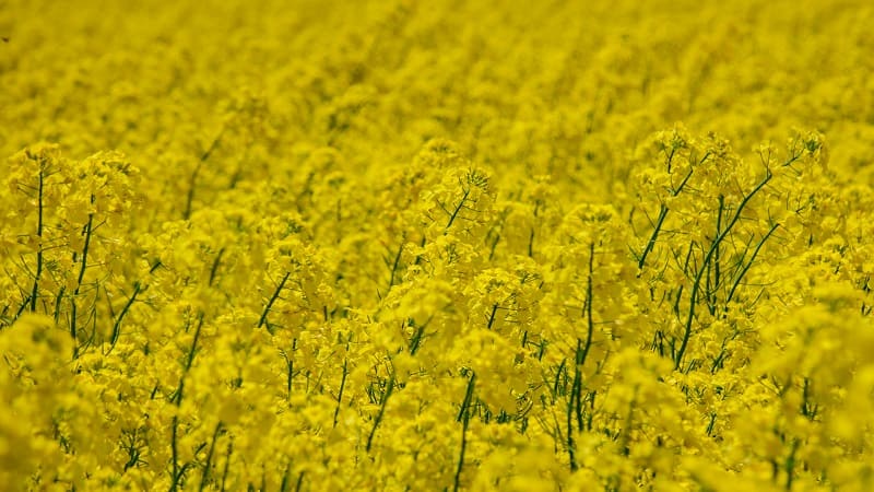 一面黄色に染まる超絶景 安平町の菜の花畑楽しみ方ガイド Domingo