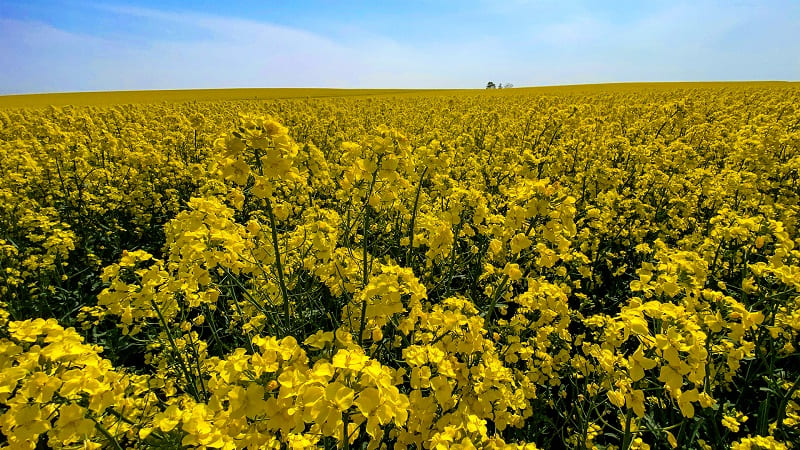 一面黄色に染まる超絶景 安平町の菜の花畑楽しみ方ガイド Domingo