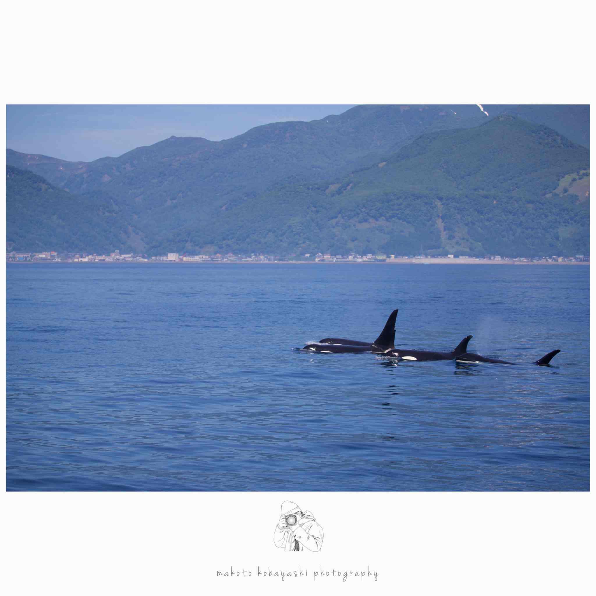 羅臼の海に訪れる 沖の神 シャチ 北海道のちっちゃな大自然 1 Domingo