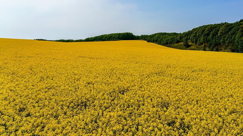 一面黄色に染まる超絶景 安平町の菜の花畑楽しみ方ガイド Domingo