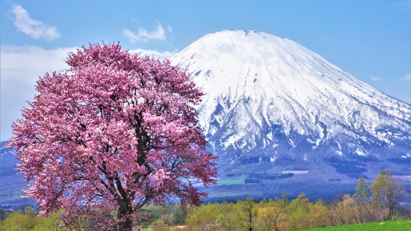 桜と山
